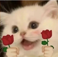 #東京反饋報告  番號115  #反饋報告